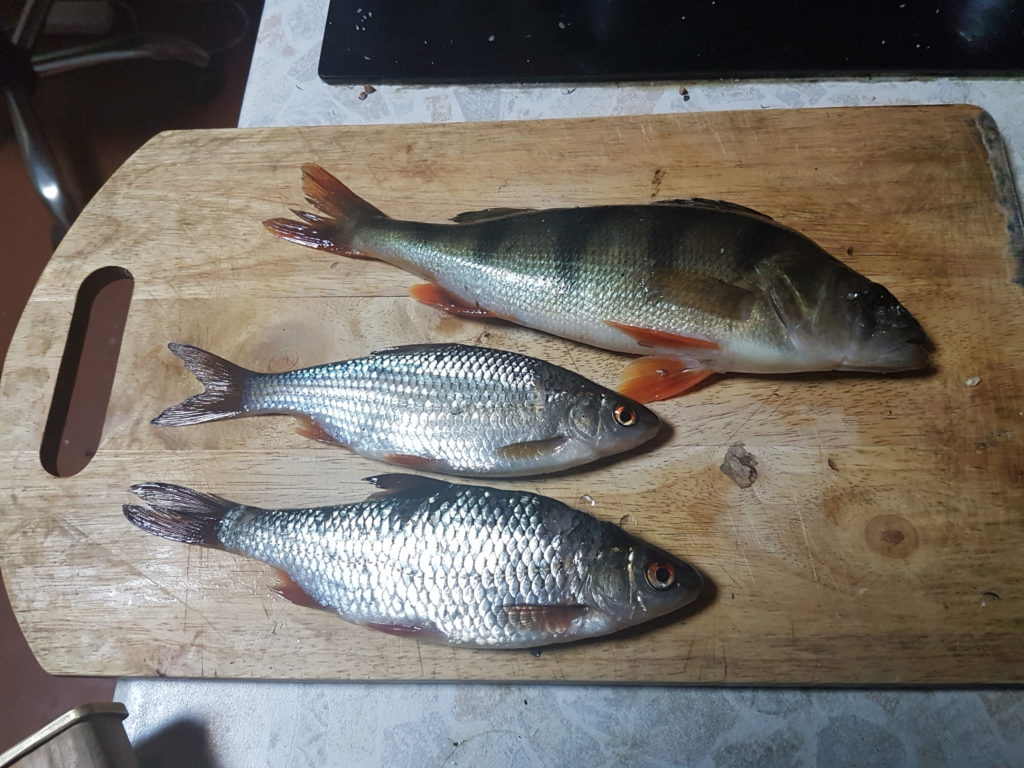Рыбы из Мги